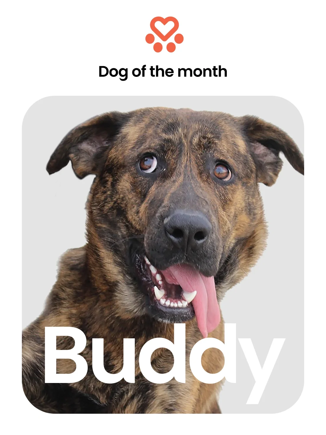 A happy brindle dog named Buddy, a Spanish Stray Dogs rescue, is featured as Dog of the Month on a charity poster with a light gray background.