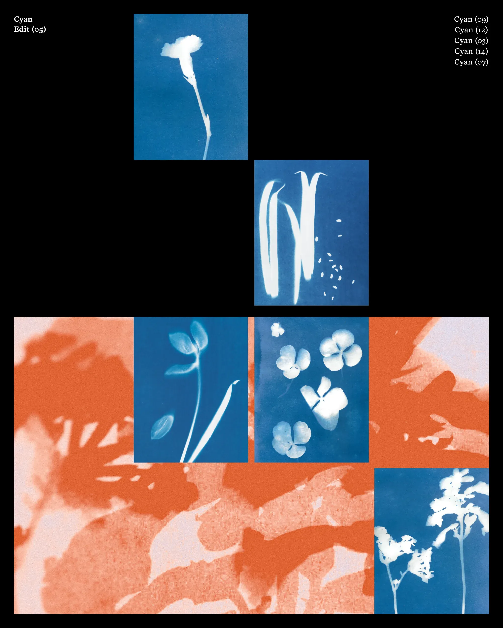 A collage of cyanotype prints in blue and burnt orange, botanical silhouettes overlapping leaf shadows