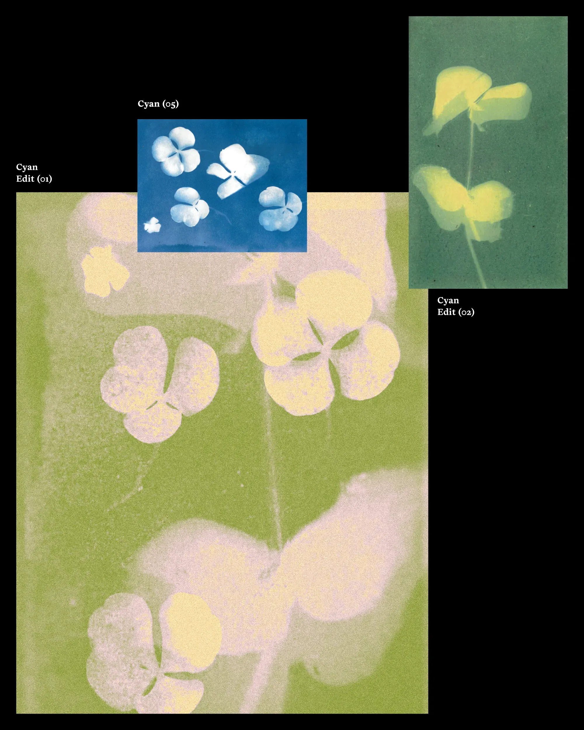 Cyanotype experiments in green and yellow tones, clover shapes pressed into textured colour