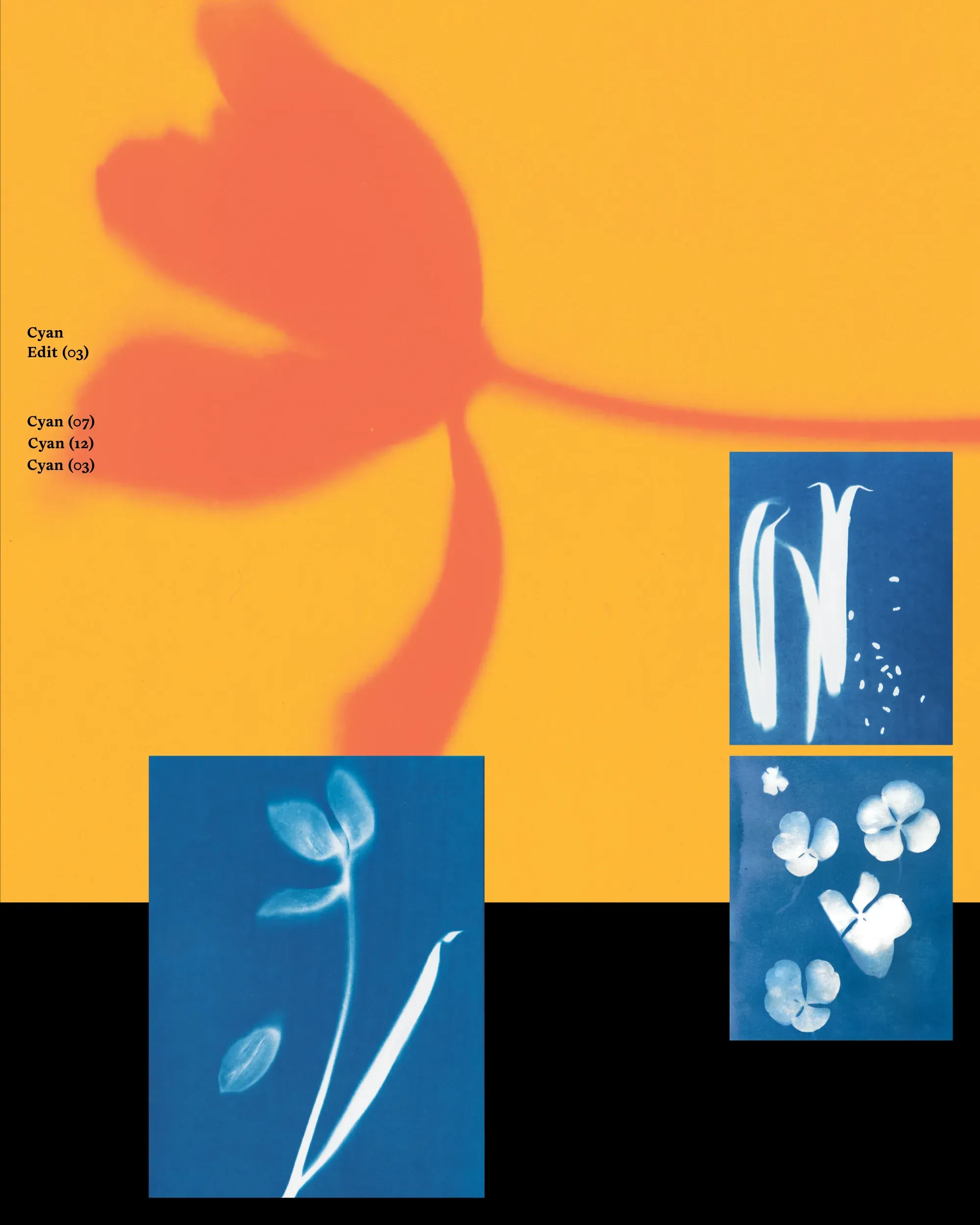A collage of Hollie's cyanotype prints, a large orange flower silhouette alongside blue and white botanical prints on a black background.