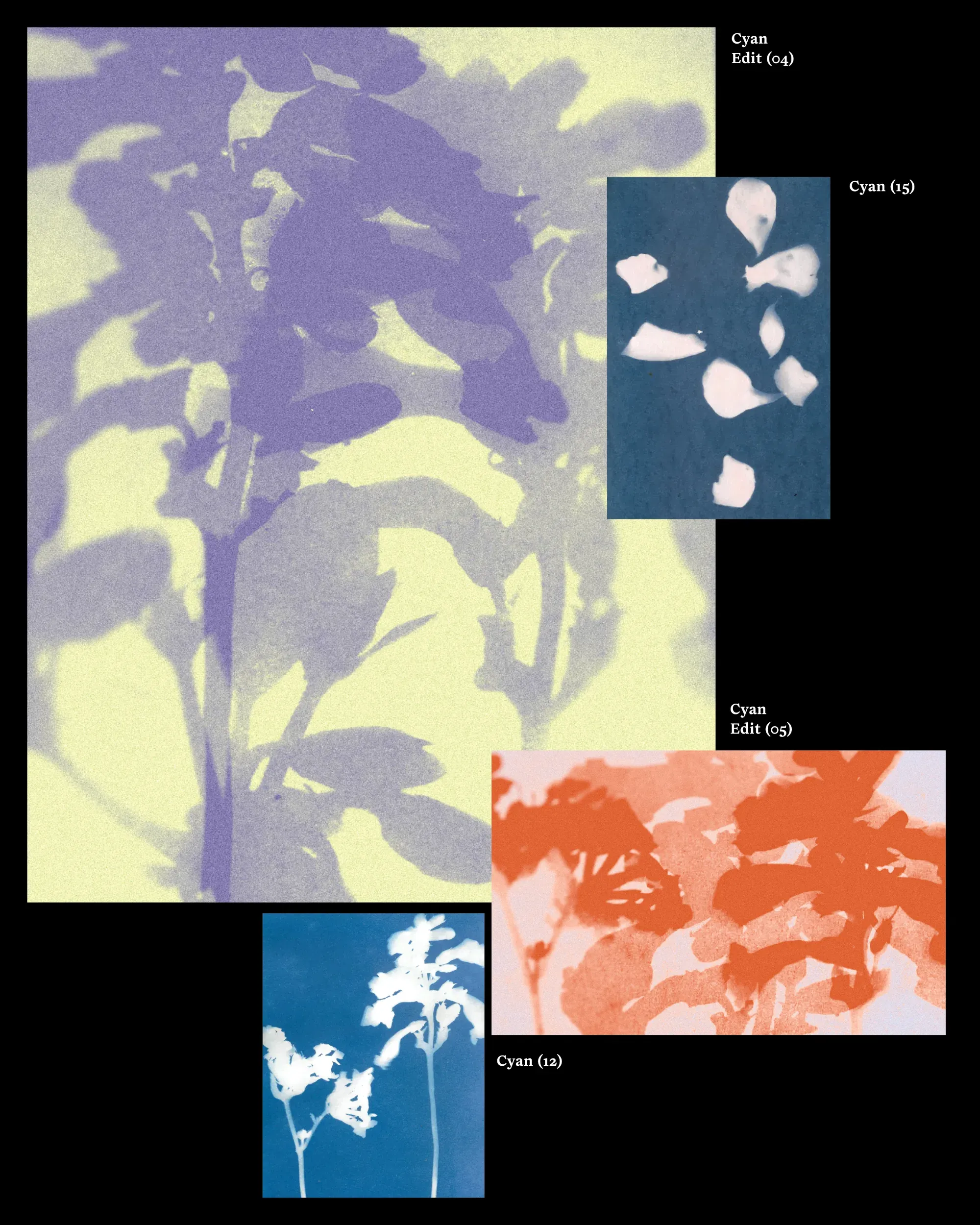Cyanotype edits in purple and yellow, leaf shadows layered with petal prints and an orange leaf study