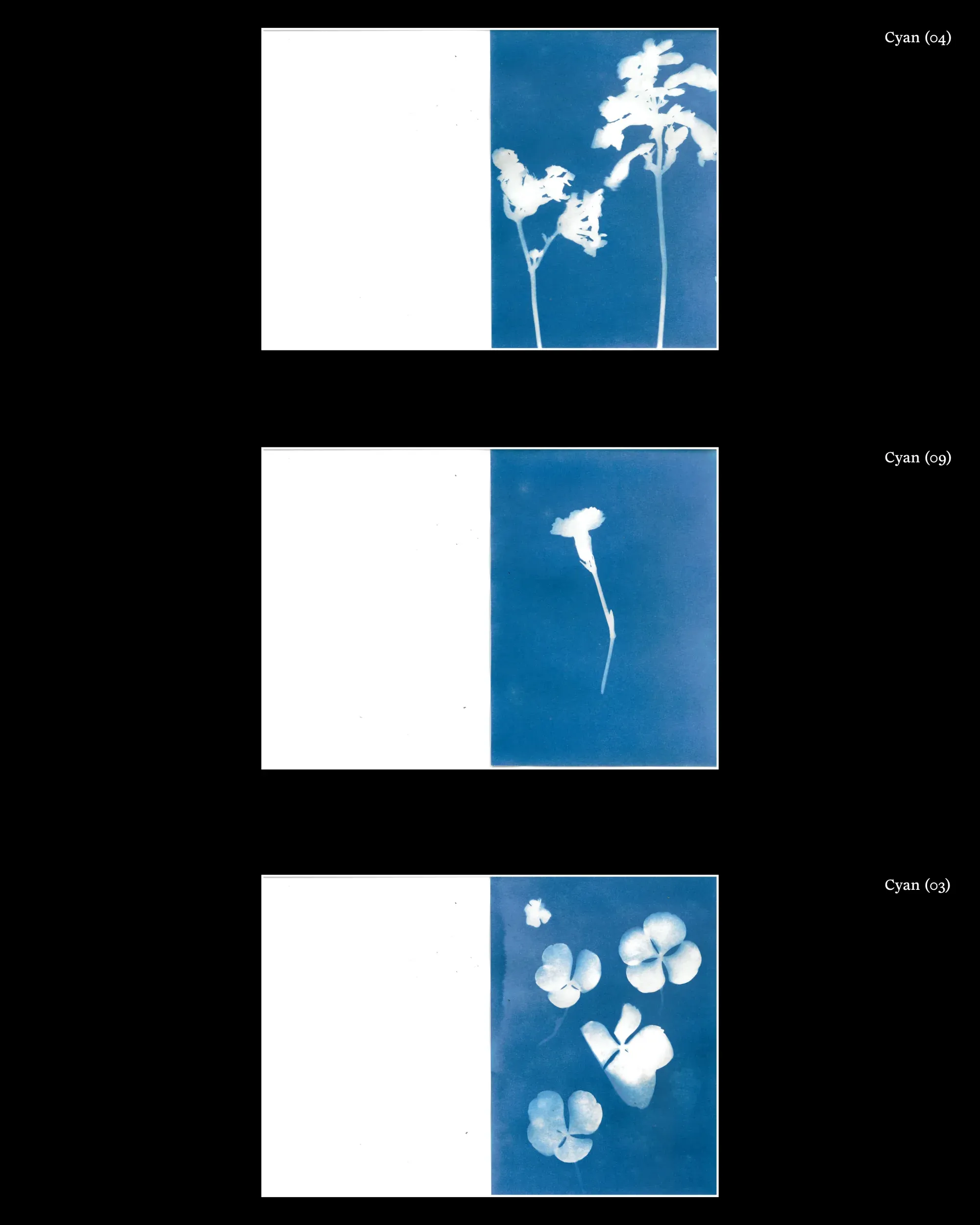 Three blue and white cyanotype prints of flowers and stems, arranged on a black background