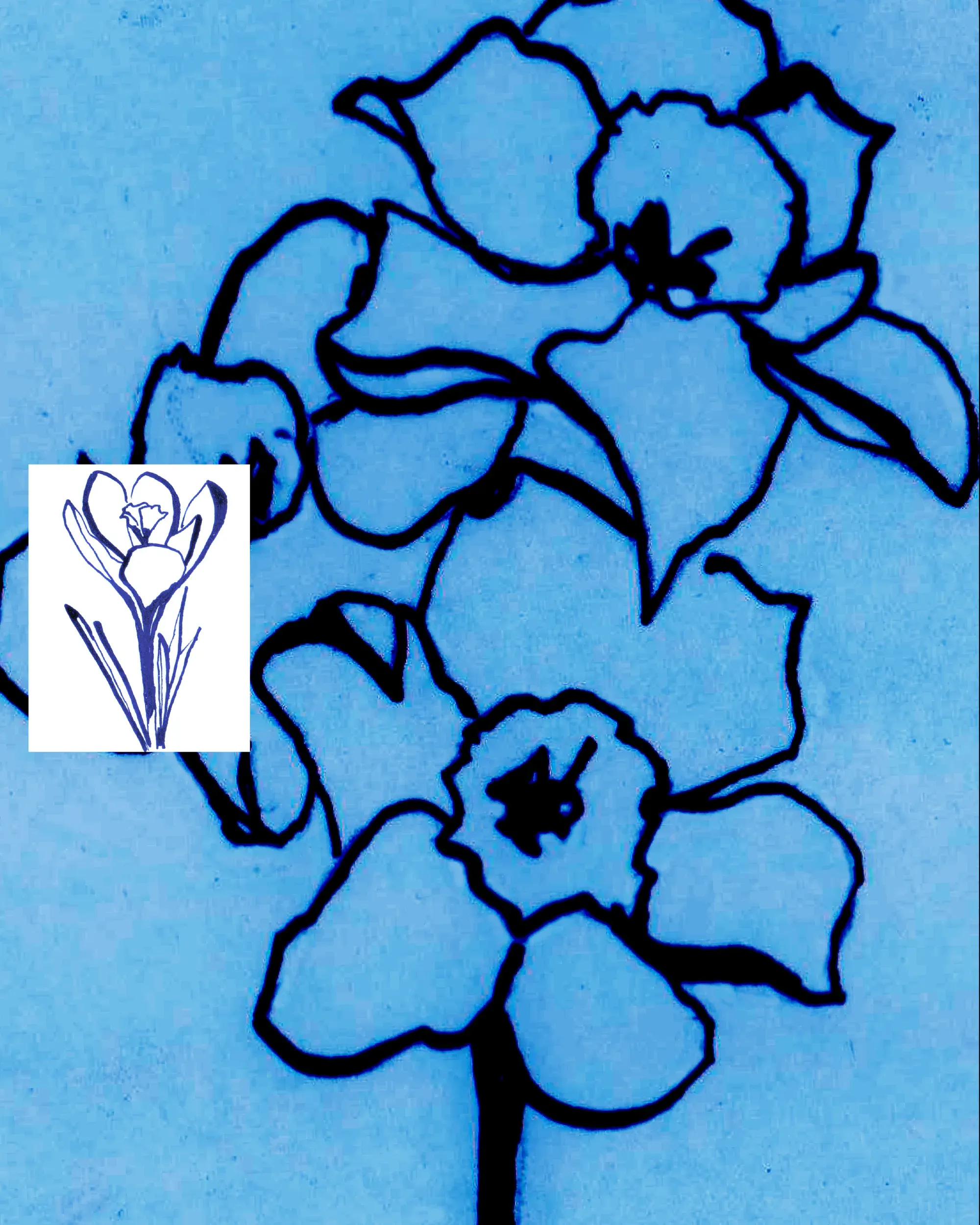 A close-up flower illustration in bold black line on blue, with a small crocus sketch inset
