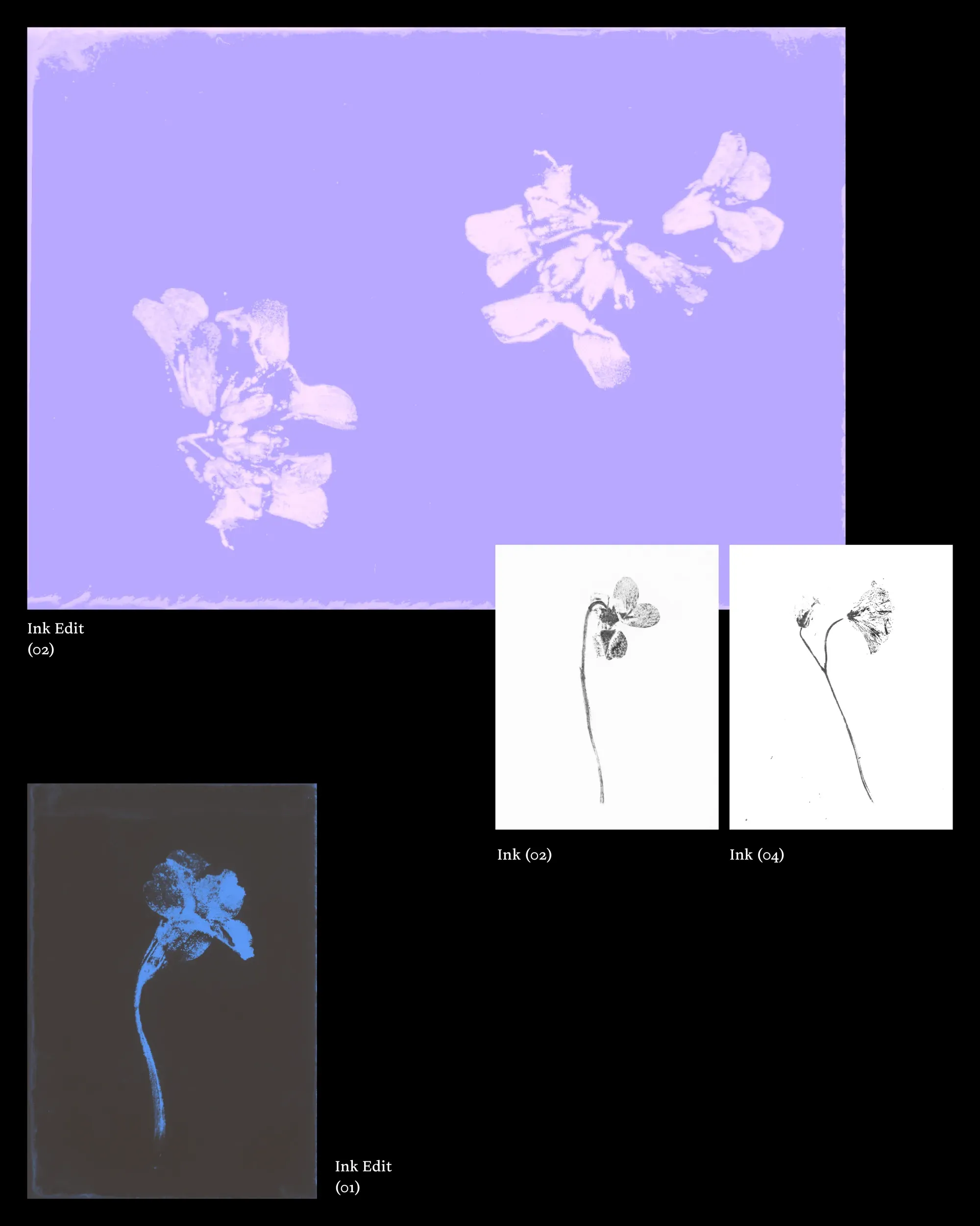 A lilac ink edit of pressed petals beside two small black ink prints of single stems