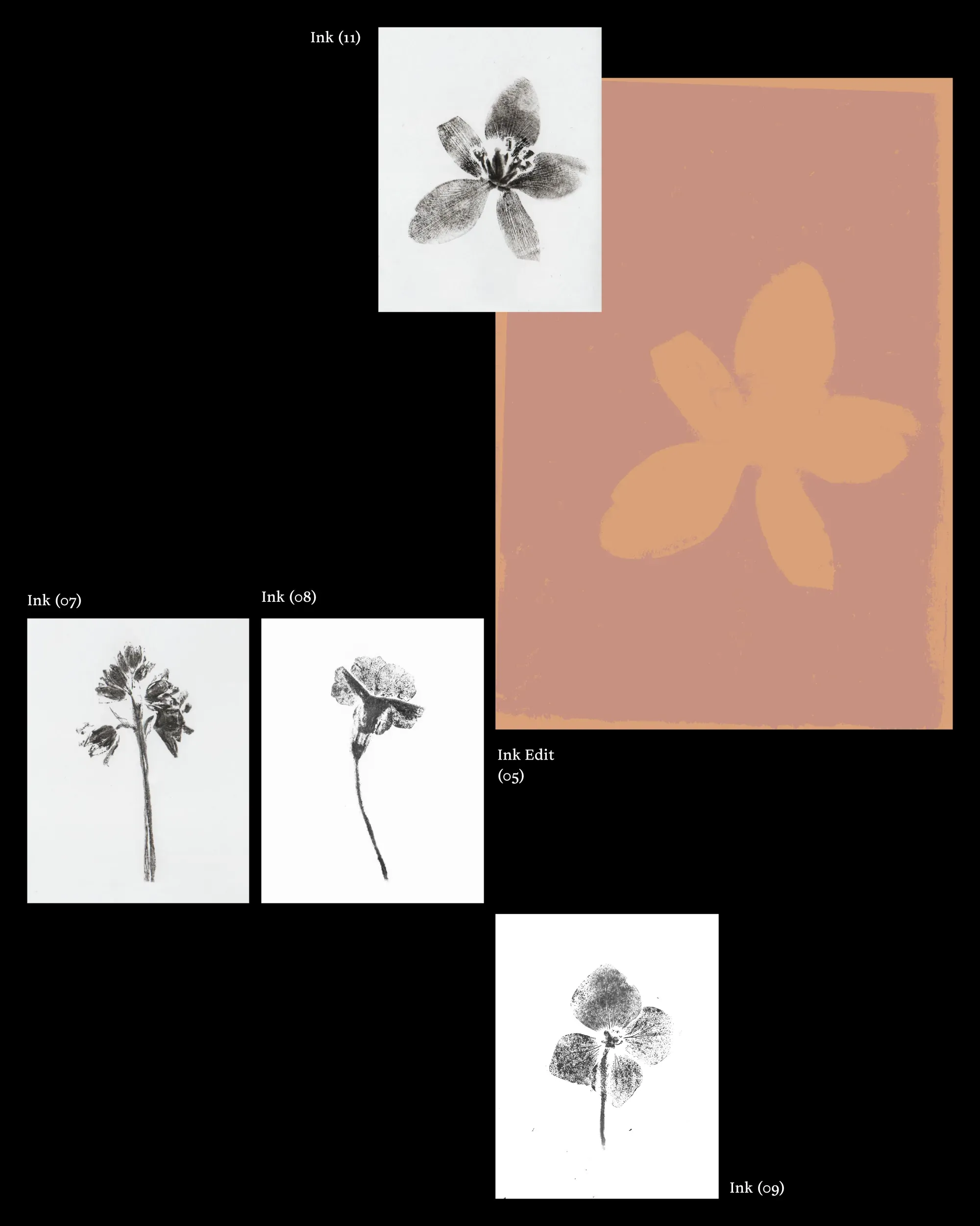 A collage of ink prints, single flowers in black ink alongside a terracotta-toned edit of a pressed petal