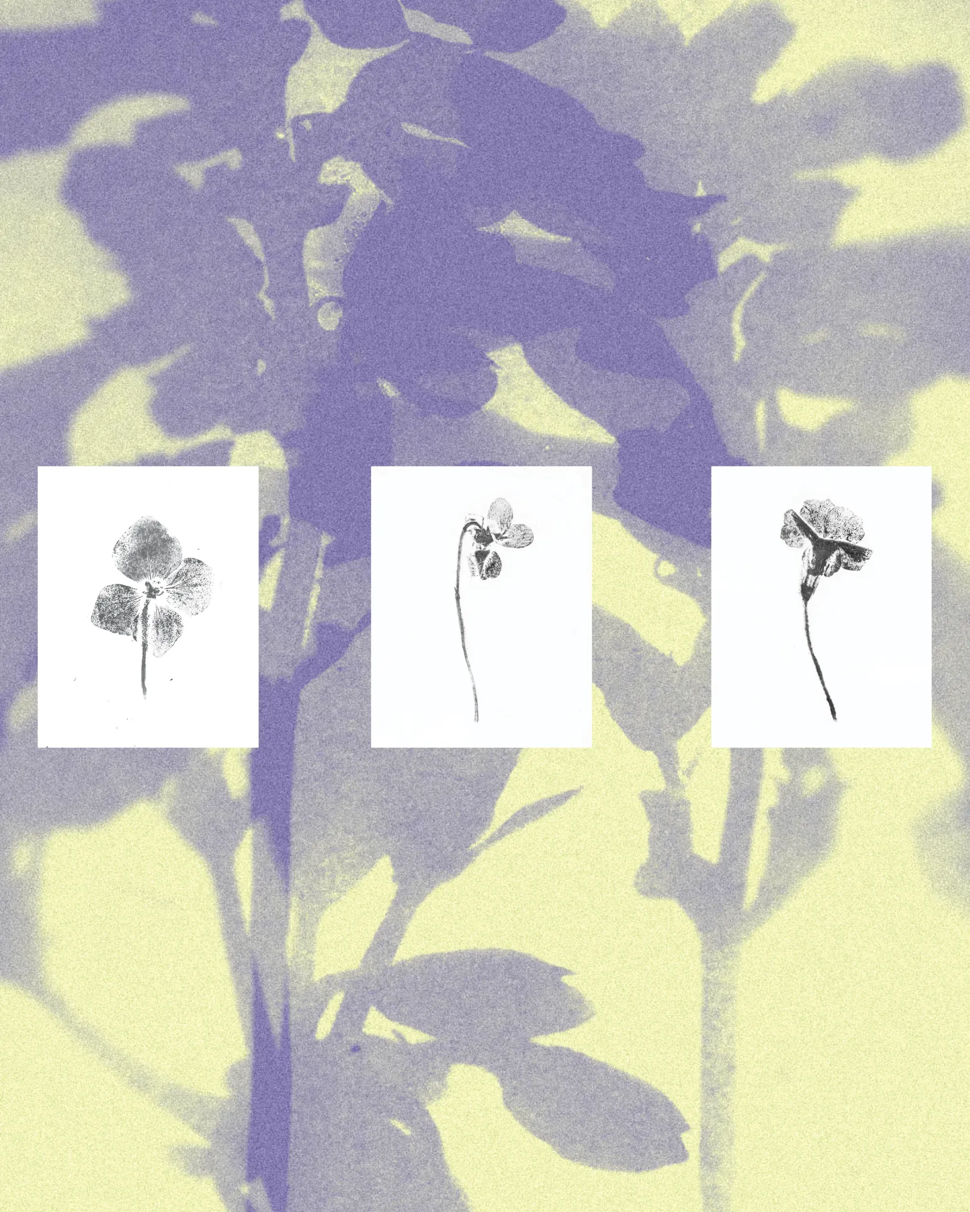 A leaf-shadow print in purple and yellow with three small monochrome ink prints of single flowers